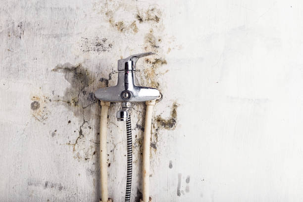 Reliable Beaufort, NC Mold Removal Solutions